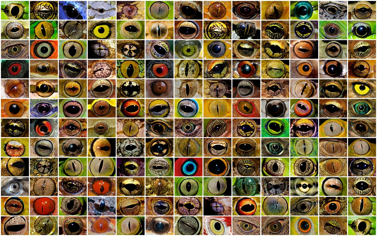 A mosaic of dozens of brightly colored animal eyes.