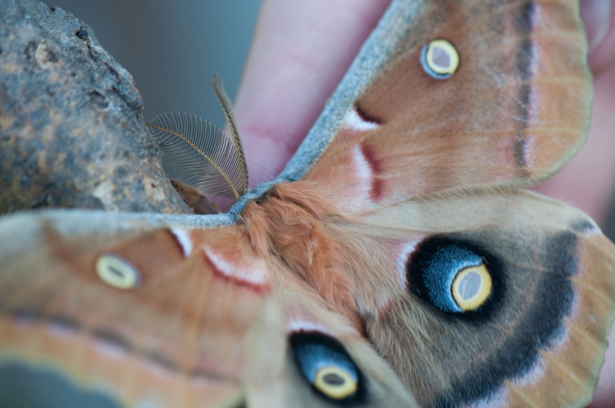 A close up photo of a large moth on a volunteer's hand