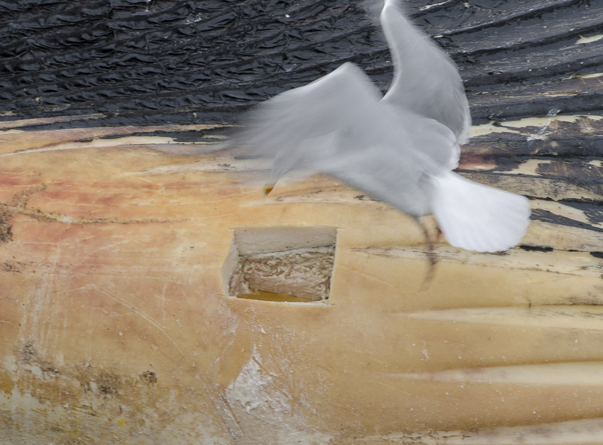 A gull hovers near where a hole has been carved in the side of the whale carcass