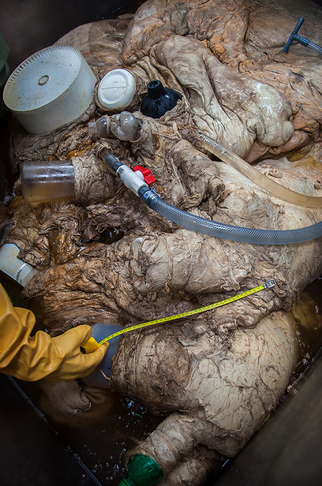 From buckets to pop bottles to a plunger - different tools were needed to plug the vessels to ensure the heart could be fixed in formaldehyde. Photo by Sam Rose Phillips