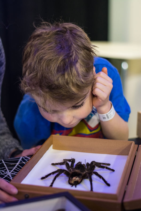 A child at the Hospital for Sick children examines a spider specimen