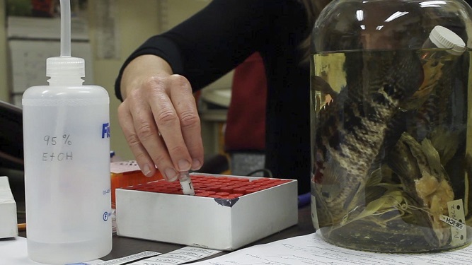 A scientist collects tissue into small container