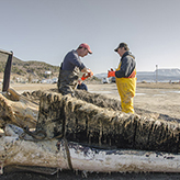 Mark Engstrom cuts up the dead whale